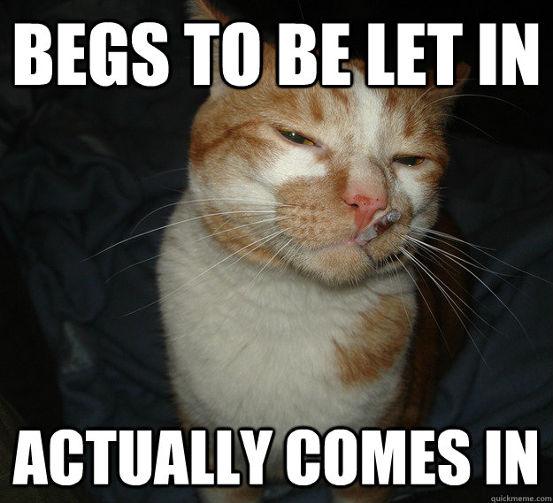 begs to be let in actually comes in   Cool Cat Craig