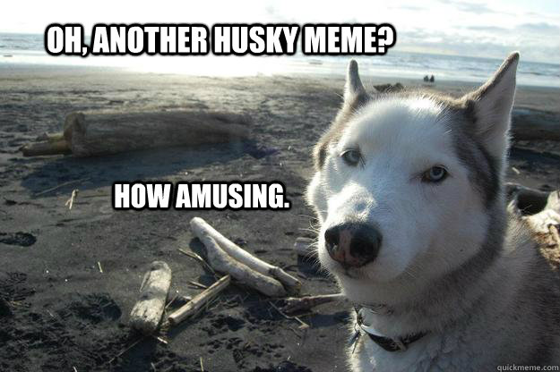 OH, ANOTHER HUSKY MEME? HOW AMUSING.  Condescending Husky