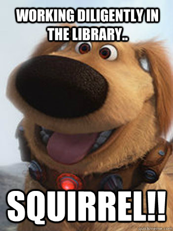Working diligently in the library.. SQUIRREL!!  