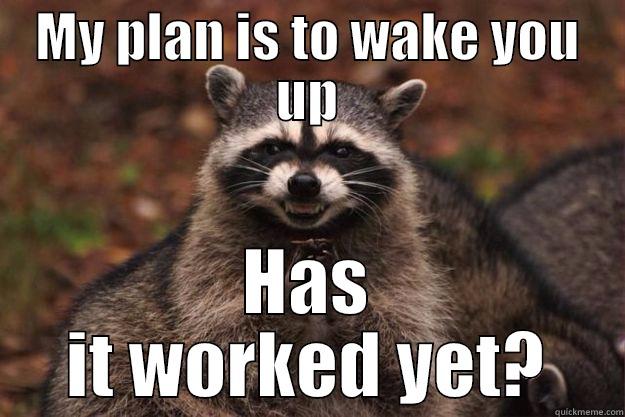 MY PLAN IS TO WAKE YOU UP HAS IT WORKED YET? Evil Plotting Raccoon