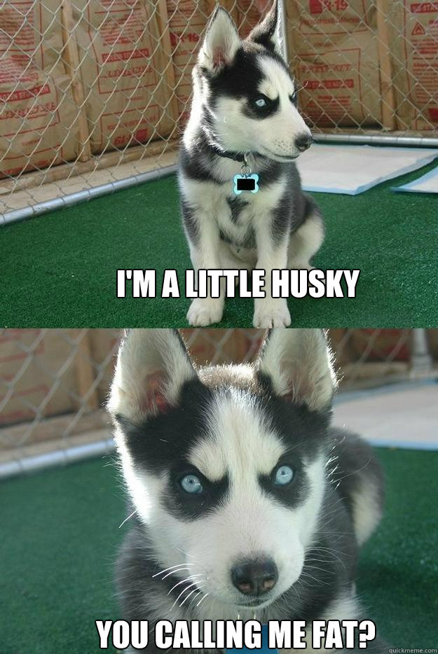 I'm a little husky You calling me fat? - I'm a little husky You calling me fat?  Insanity puppy