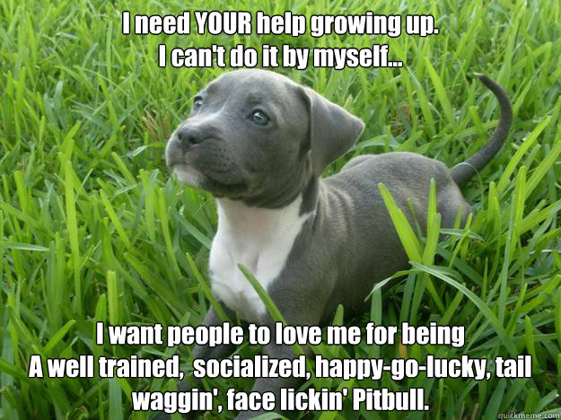 I need YOUR help growing up. 
I can't do it by myself... I want people to love me for being 
A well trained,  socialized, happy-go-lucky, tail waggin', face lickin' Pitbull.  