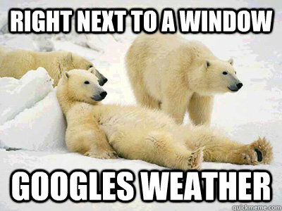 Right next to a window googles weather  Lazy polar Bear