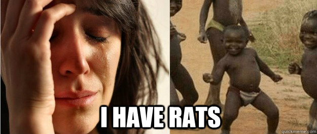 i have rats  First world problem third world success