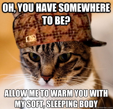 oh, you have somewhere to be? allow me to warm you with my soft, sleeping body  Scumbag Cat