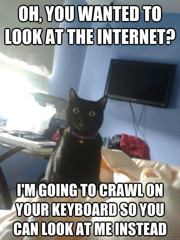 oh, you wanted to look at the internet? I'm going to crawl on your keyboard so you can look at me instead  overly attached cat