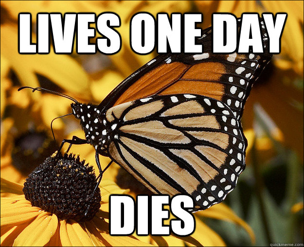 lives one day dies  College Freshman Butterfly