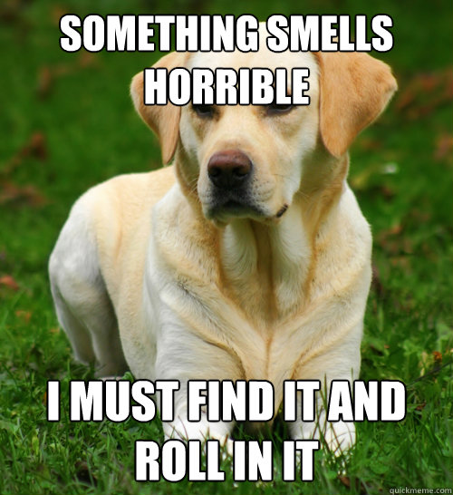 something smells horrible I must find it and roll in it - something smells horrible I must find it and roll in it  Dog Logic