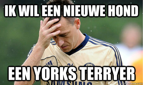 Ik wil een nieuwe hond Een Yorks Terryer  