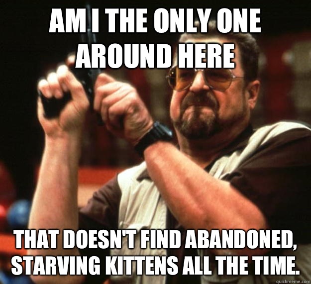 am I the only one around here That doesn't find abandoned, starving kittens all the time.  Angry Walter
