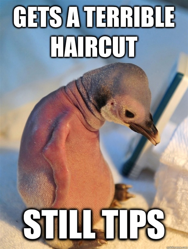 Gets a terrible haircut Still tips - Gets a terrible haircut Still tips  Socially awkward penguin gets a haircut