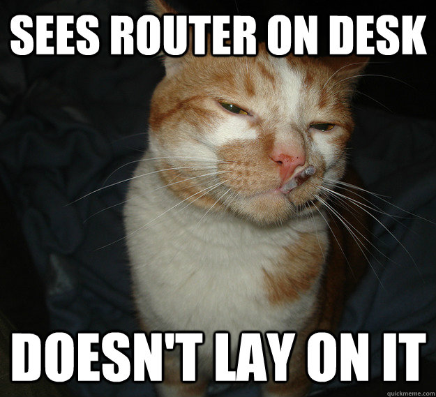 Sees router on desk Doesn't lay on it  Cool Cat Craig