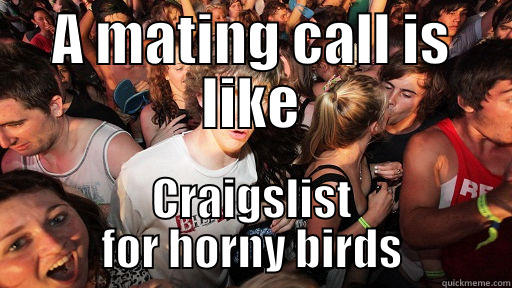 A MATING CALL IS LIKE CRAIGSLIST FOR HORNY BIRDS Sudden Clarity Clarence