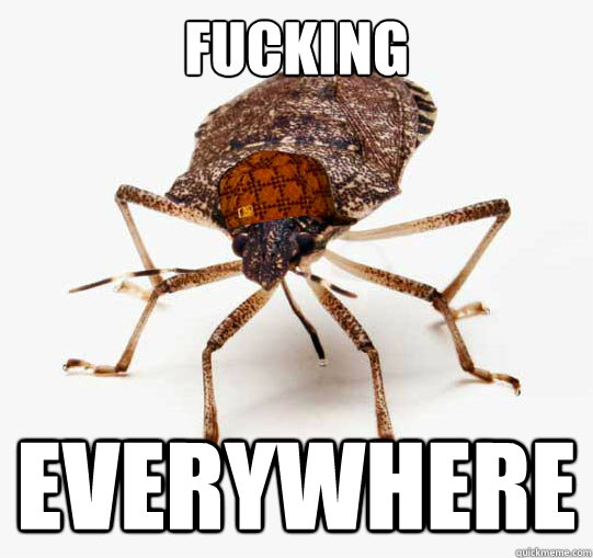 Fucking Everywhere  Scumbag Stinkbugs