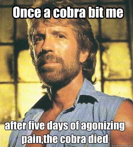 Once a cobra bit me after five days of agonizing pain,the cobra died  Chuck Norris Knows