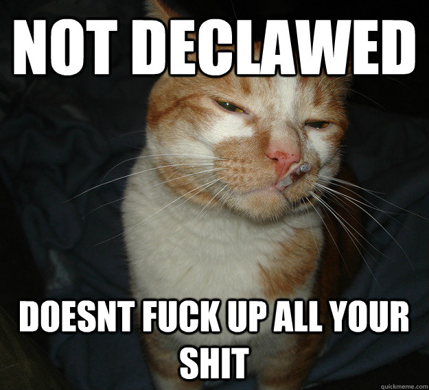 not declawed doesnt fuck up all your shit - not declawed doesnt fuck up all your shit  Good Guy Cat