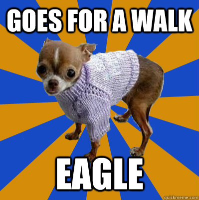 Goes for a walk eagle  Feeble Chihuahua