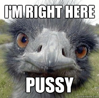 I'M RIGHT HERE PUSSY - I'M RIGHT HERE PUSSY  Seeing Ostrich