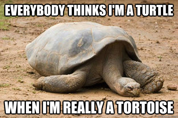 Everybody thinks I'm a turtle When I'm really a tortoise  Depression Turtle