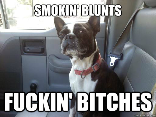 smokin' blunts fuckin' bitches  boston terrier