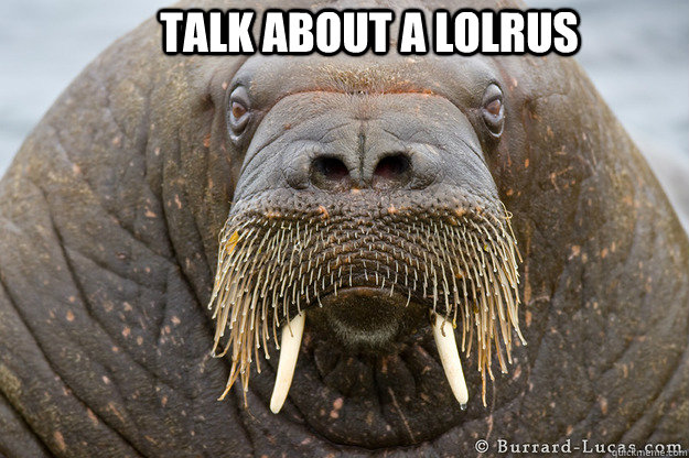 Talk about a Lolrus  