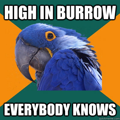 High in Burrow Everybody knows  Paranoid Parrot