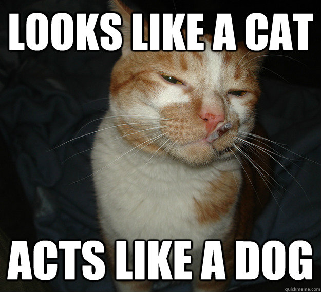 Looks Like A Cat Acts Like A Dog  Cool Cat Craig