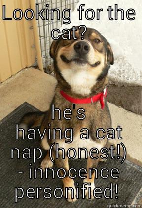 LOOKING FOR THE CAT? HE'S HAVING A CAT NAP (HONEST!) - INNOCENCE PERSONIFIED!  Good Dog Greg