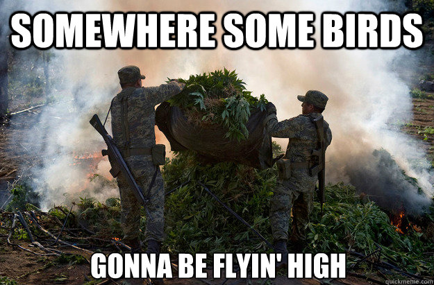 Somewhere some birds gonna be flyin' high  Scorched Mary Jane