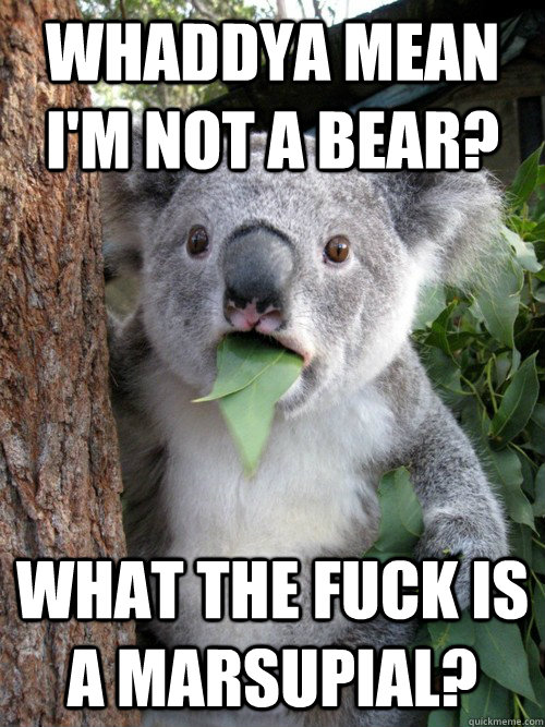 Whaddya mean I'm not a bear? What the fuck is a marsupial?  koala bear