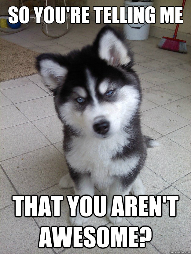 so you're telling me That you aren't awesome? - so you're telling me That you aren't awesome?  Skeptical Husky Puppy