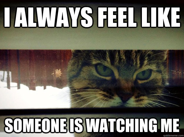I always feel like someone is watching me - I always feel like someone is watching me  Stalker Cat