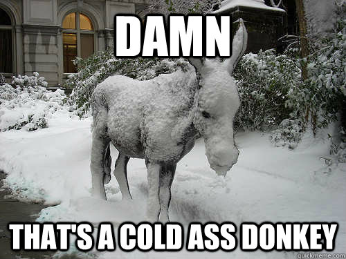 damn that's a cold ass donkey - damn that's a cold ass donkey  Cold Ass Donkey