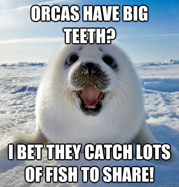 orcas have big teeth? i bet they catch lots of fish to share! - orcas have big teeth? i bet they catch lots of fish to share!  Naive Seal Cub