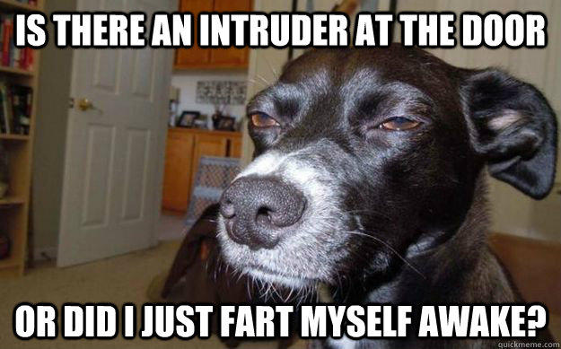 Is there an intruder at the door or did i just fart myself awake? - Is there an intruder at the door or did i just fart myself awake?  Skeptical Mutt