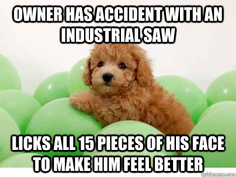 owner has accident with an industrial saw Licks all 15 pieces of his face to make him feel better - owner has accident with an industrial saw Licks all 15 pieces of his face to make him feel better  Good Puppy Pelpin