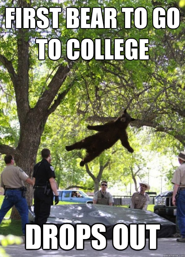 First Bear to go to college Drops out  