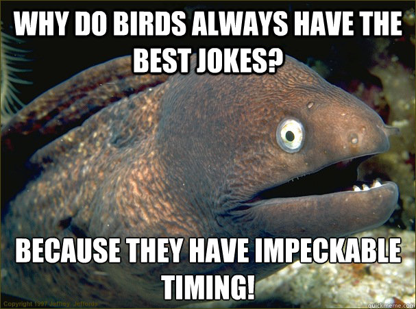 Why do birds always have the best jokes?  because they have impeckable timing!  Bad Joke Eel
