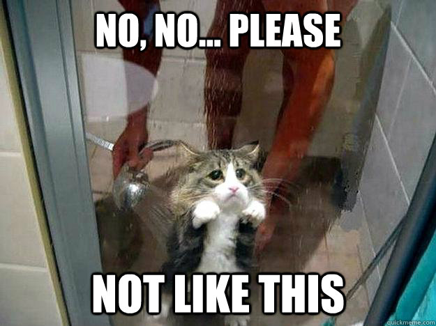 No, no... please not like this  Shower kitty