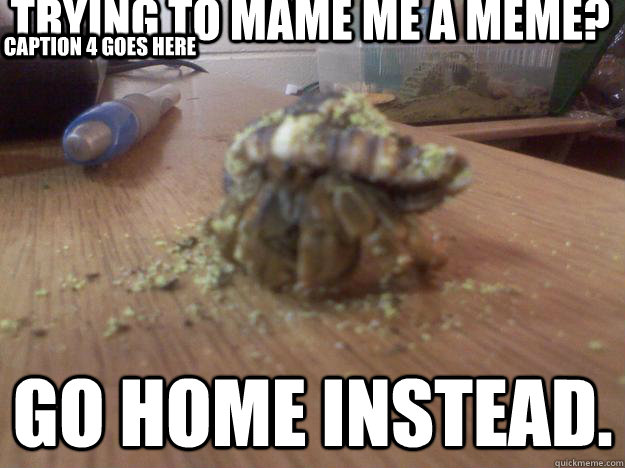 Trying to mame me a meme? Go home instead. Caption 3 goes here Caption 4 goes here  Hermit Crab