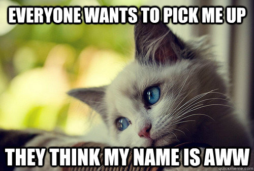 Everyone wants to pick me up they think my name is Aww - Everyone wants to pick me up they think my name is Aww  First World Cat Problems