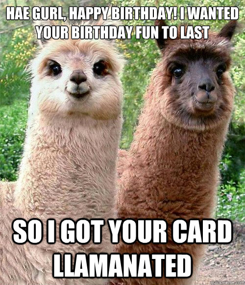 HAE GURL, HAPPY BIRTHDAY! I WANTED YOUR BIRTHDAY FUN TO LAST  SO I GOT YOUR CARD LLAMANATED - HAE GURL, HAPPY BIRTHDAY! I WANTED YOUR BIRTHDAY FUN TO LAST  SO I GOT YOUR CARD LLAMANATED  Happy birthday Llama