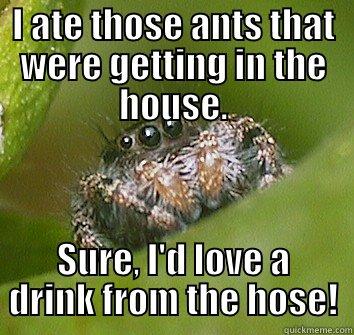 Big drink - I ATE THOSE ANTS THAT WERE GETTING IN THE HOUSE. SURE, I'D LOVE A DRINK FROM THE HOSE! Misunderstood Spider