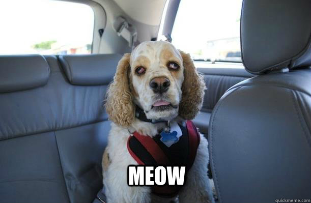 Meow  10 Dog