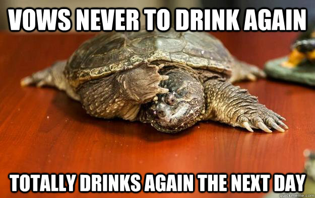 vows never to drink again totally drinks again the next day - vows never to drink again totally drinks again the next day  Hangover turtle
