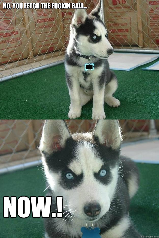 no, you fetch the fuckin ball... now.!  Insanity puppy