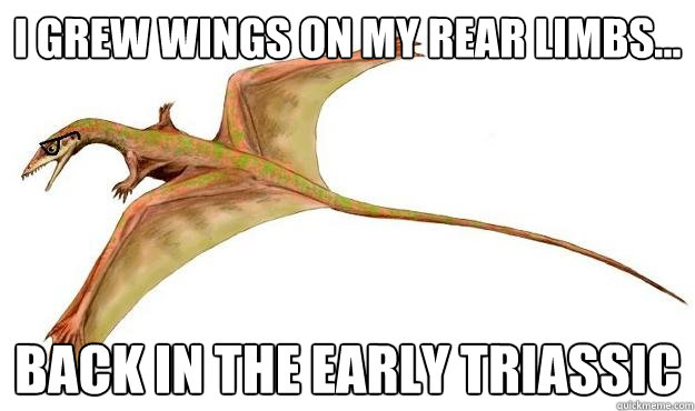 I grew wings on my rear limbs... back in the early triassic  