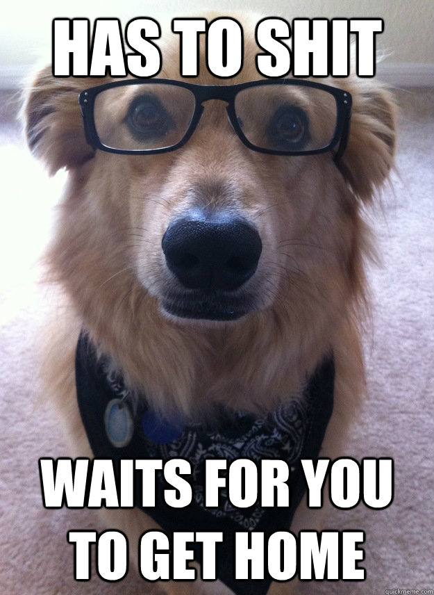 Has to shit Waits for you to get home  Good Guy Dog