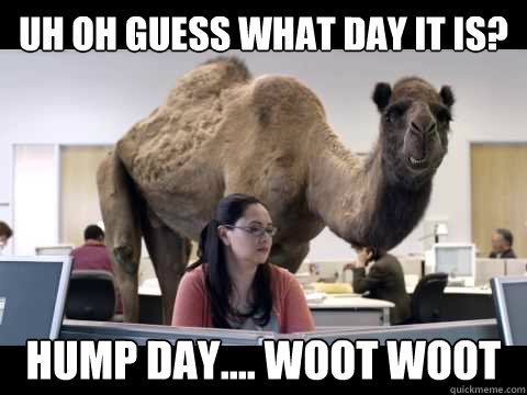 Uh Oh guess what day it is? Hump day.... woot woot  Hump Day Camel