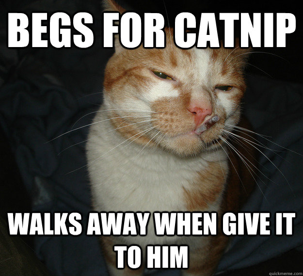 Begs for catnip Walks away when give it to him  Cool Cat Craig